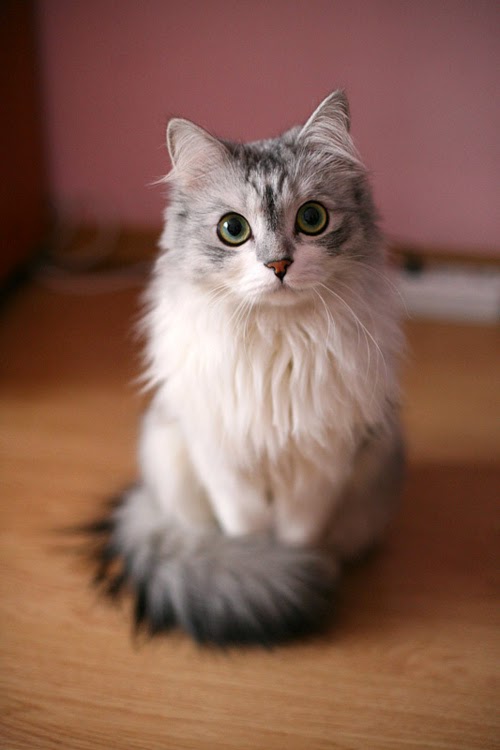 Gambar Kucing Anggora Persia Maine Coon Lucu Dukun News 150