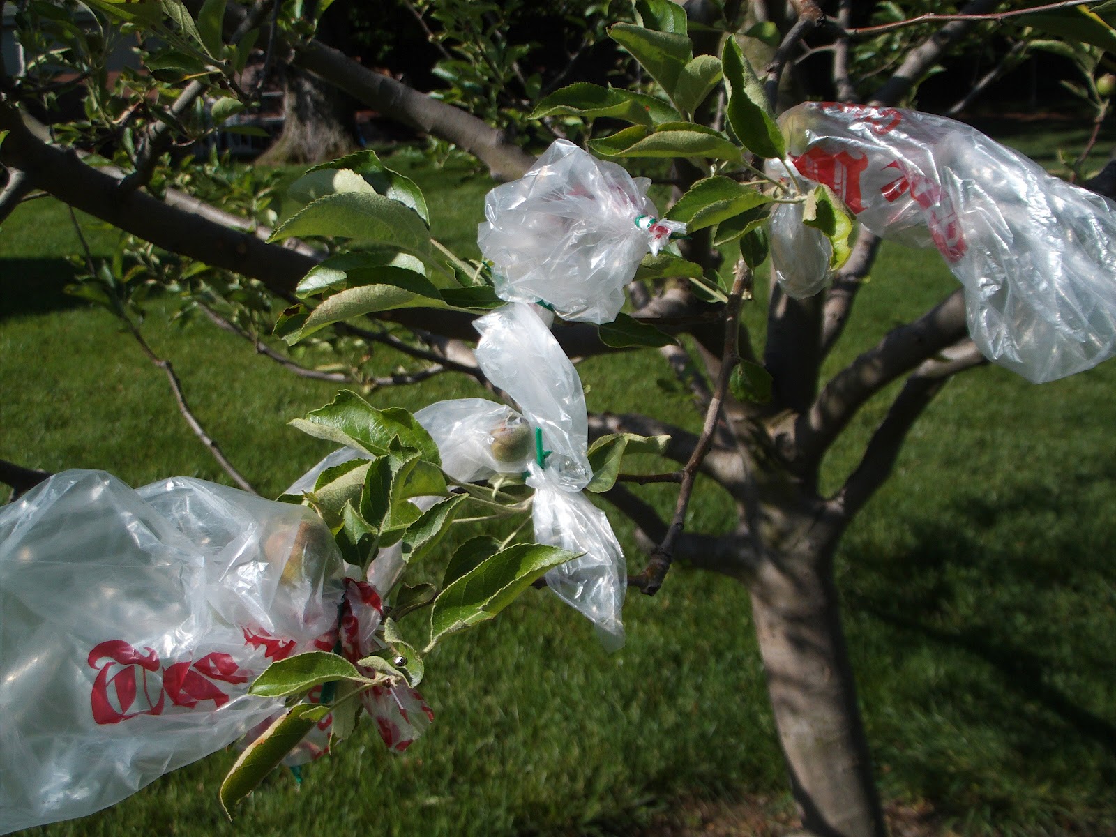 How Much Does A Bag Of Apples Cost IUCN Water