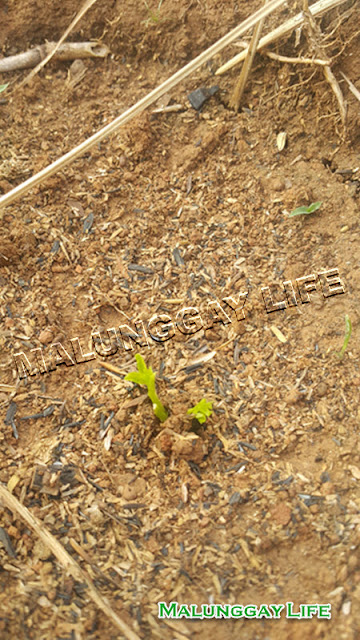direct-seeding-moringa