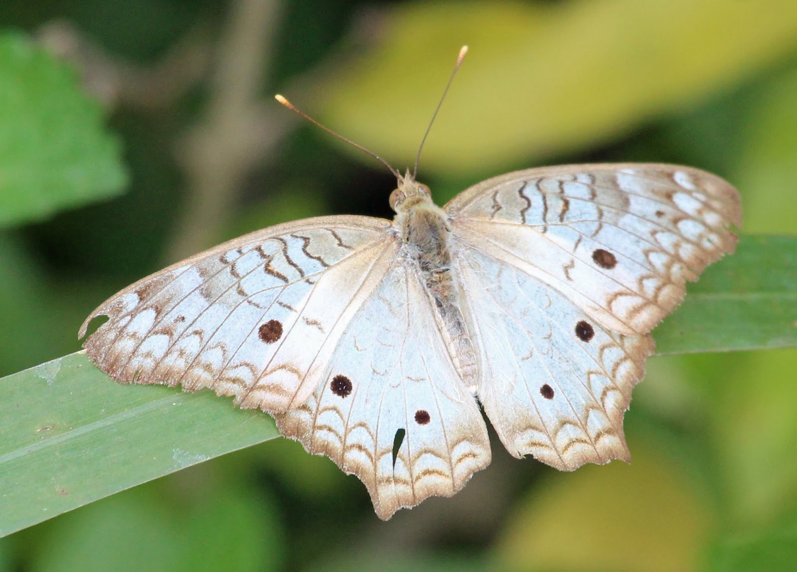 Ruminations South Texas Butterflies Part I