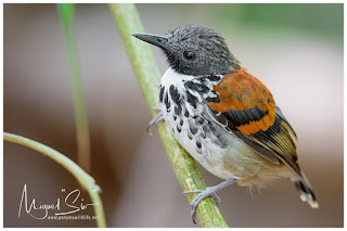 Spotted Antbird (Hylophylax naevioides) - male