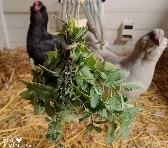 Dry Egg Cleaner  Chickens For Backyards