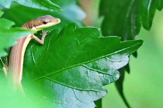 Takydromus smaragdinus lizard in a shrub, gif