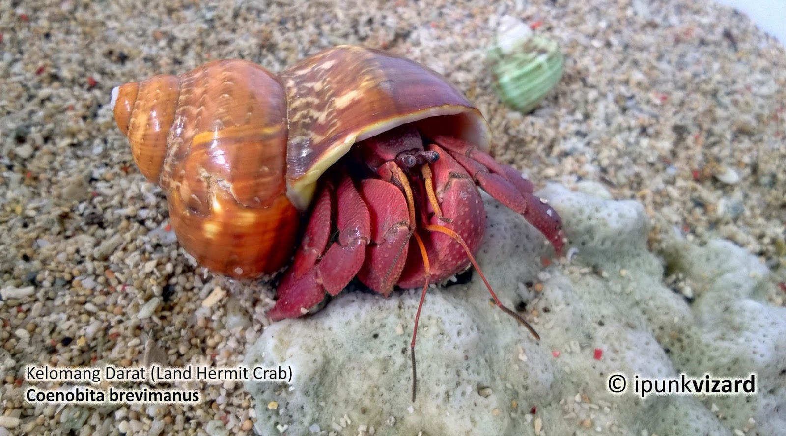 Coenobita brevimanus (Kelomang Ungu Bersepit Gemuk) | Kelomang Darat
