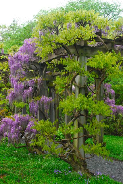 Longwood Gardens: I finally saw the Wisteria Room in its purple garb!
