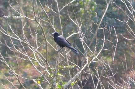 O corvo – Corvus corax