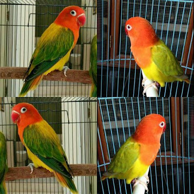 lovebird biola euwing lovebird biola euwing