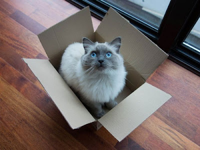 cat-in-box