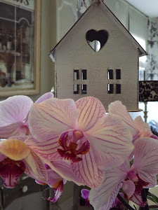 Y florecen mis orquídeas...