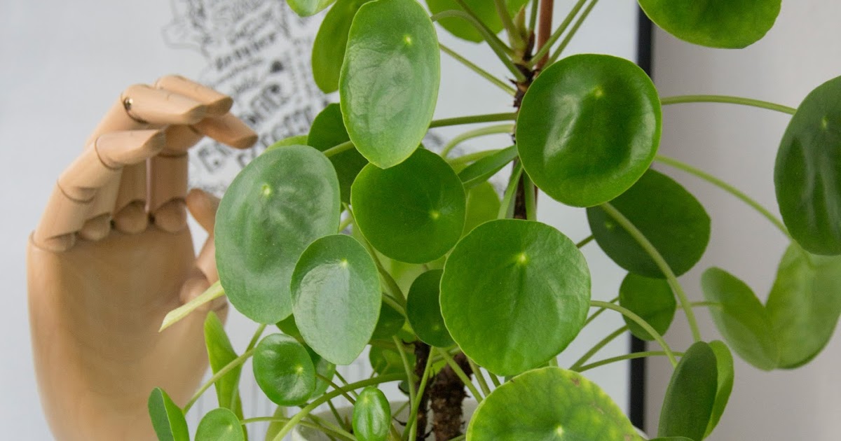 mein-daheim: #interior | Modernes Pflanzenteil aka Pilea Peperomioides