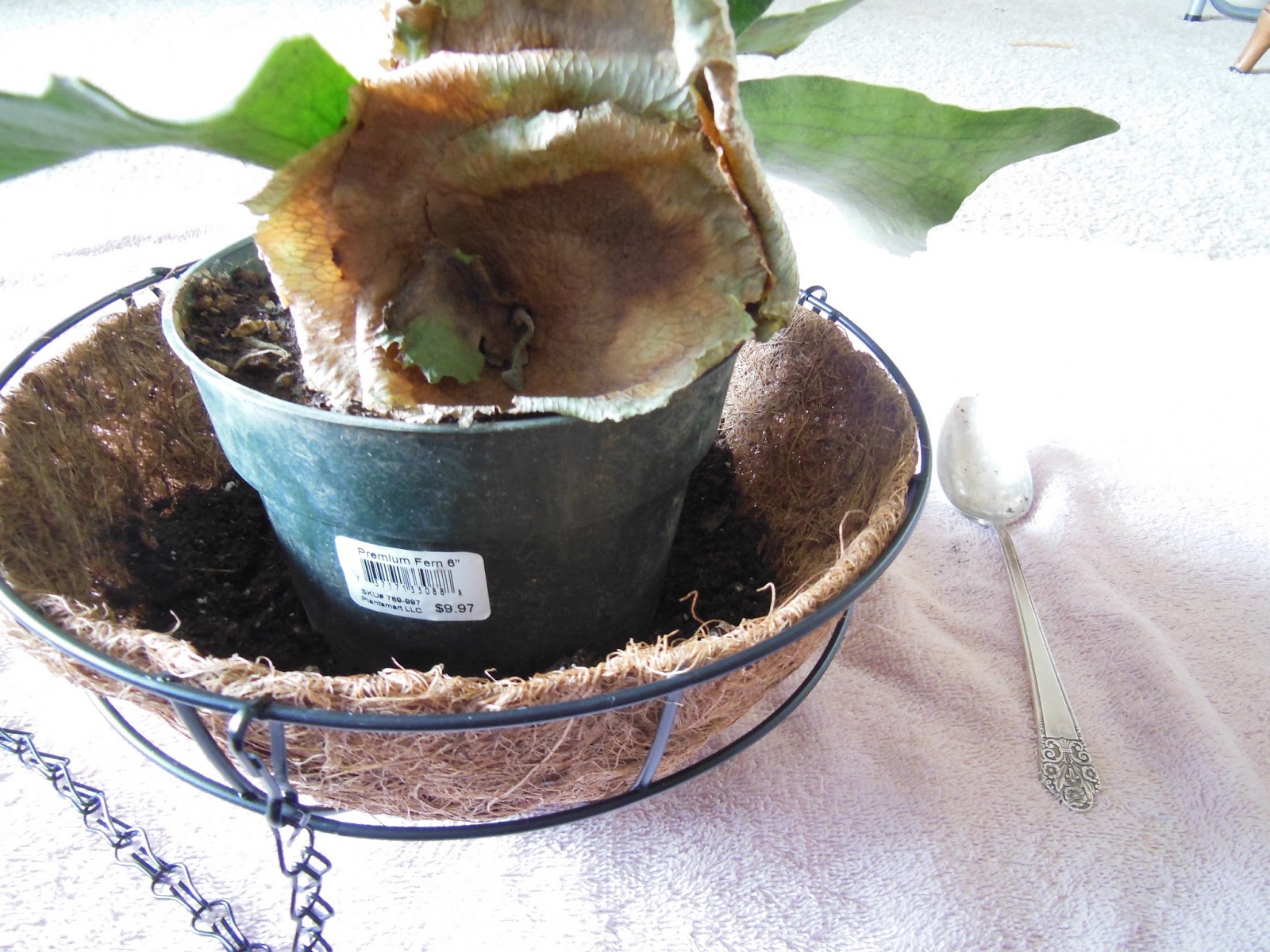 The Green House: Hanging a Staghorn Fern in a Basket