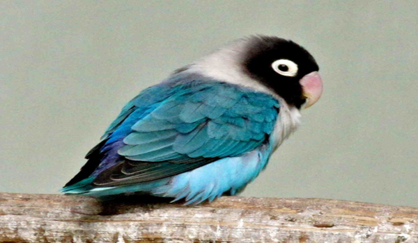 mengatasi lovebird gemuk