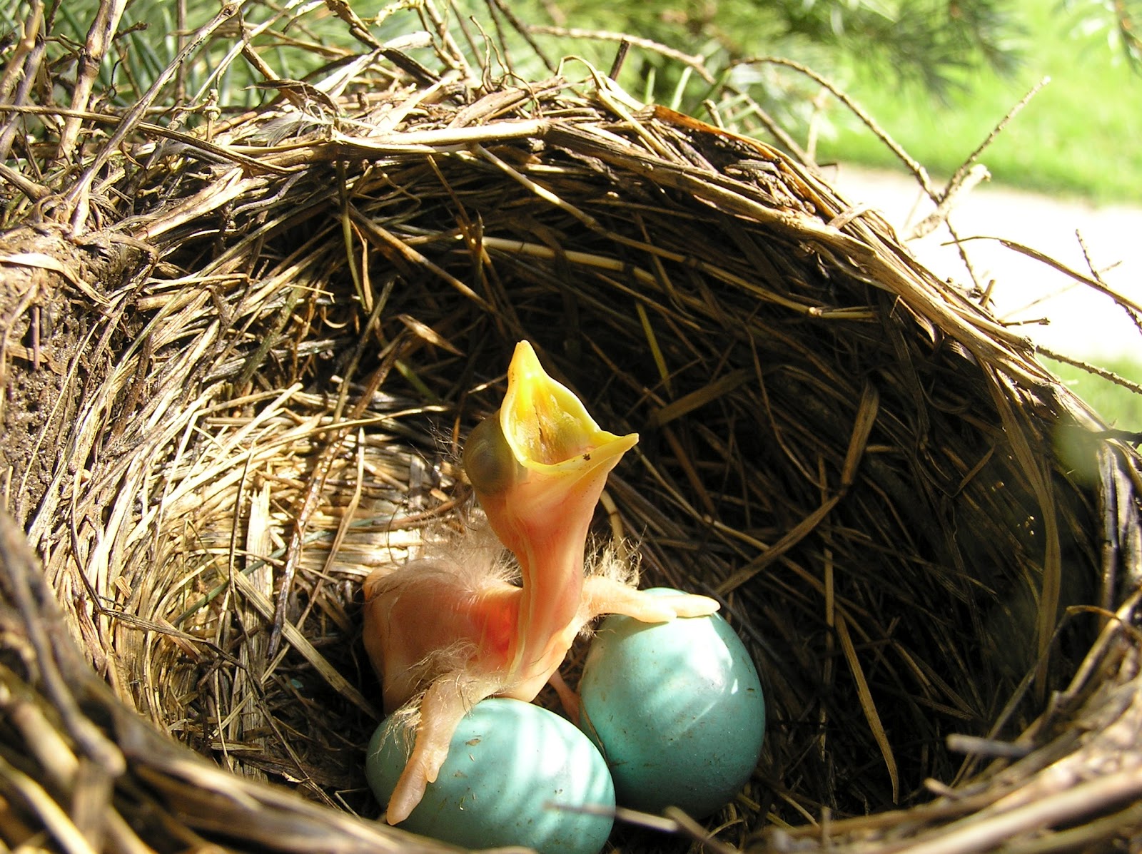 Праздник птица гнезда. Яйца птиц в гнезде. Птица сидит в гнезде. Гнезда с яйцами и птенцами в природе. Съедобные птичьи гнёзда.