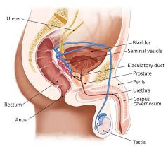 Prostate Cancer Awareness Prostate Cancer Awareness