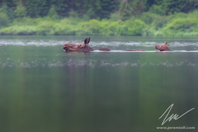 photographie, jeremie leblond-fontaine, kayak, parc national de la mauricie, faune sauvage, oiseaux, animaux, quebec, canada, huards, orignaux, urubus à tête rouge