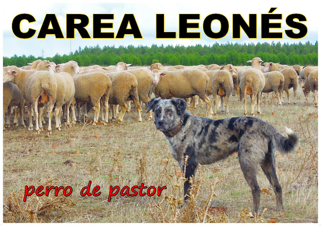 Carea Leonés