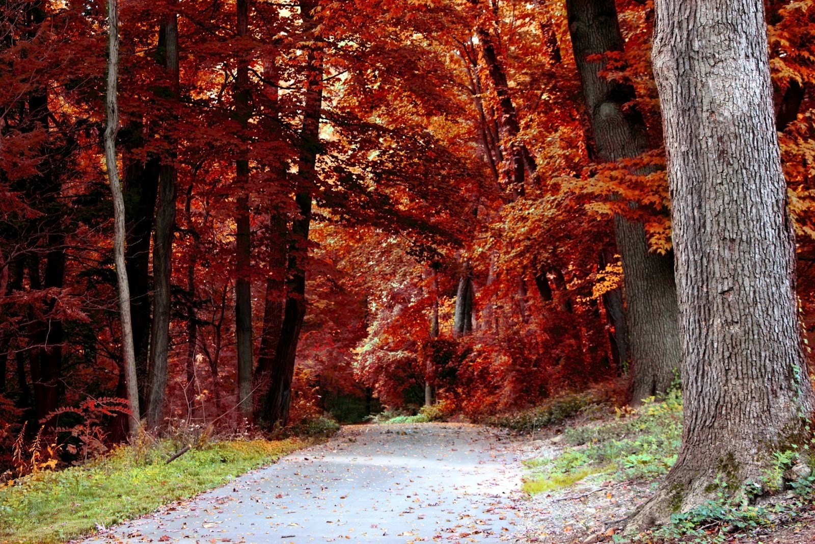 Las 4 estaciones : Antonio Vivaldi : El Otoño