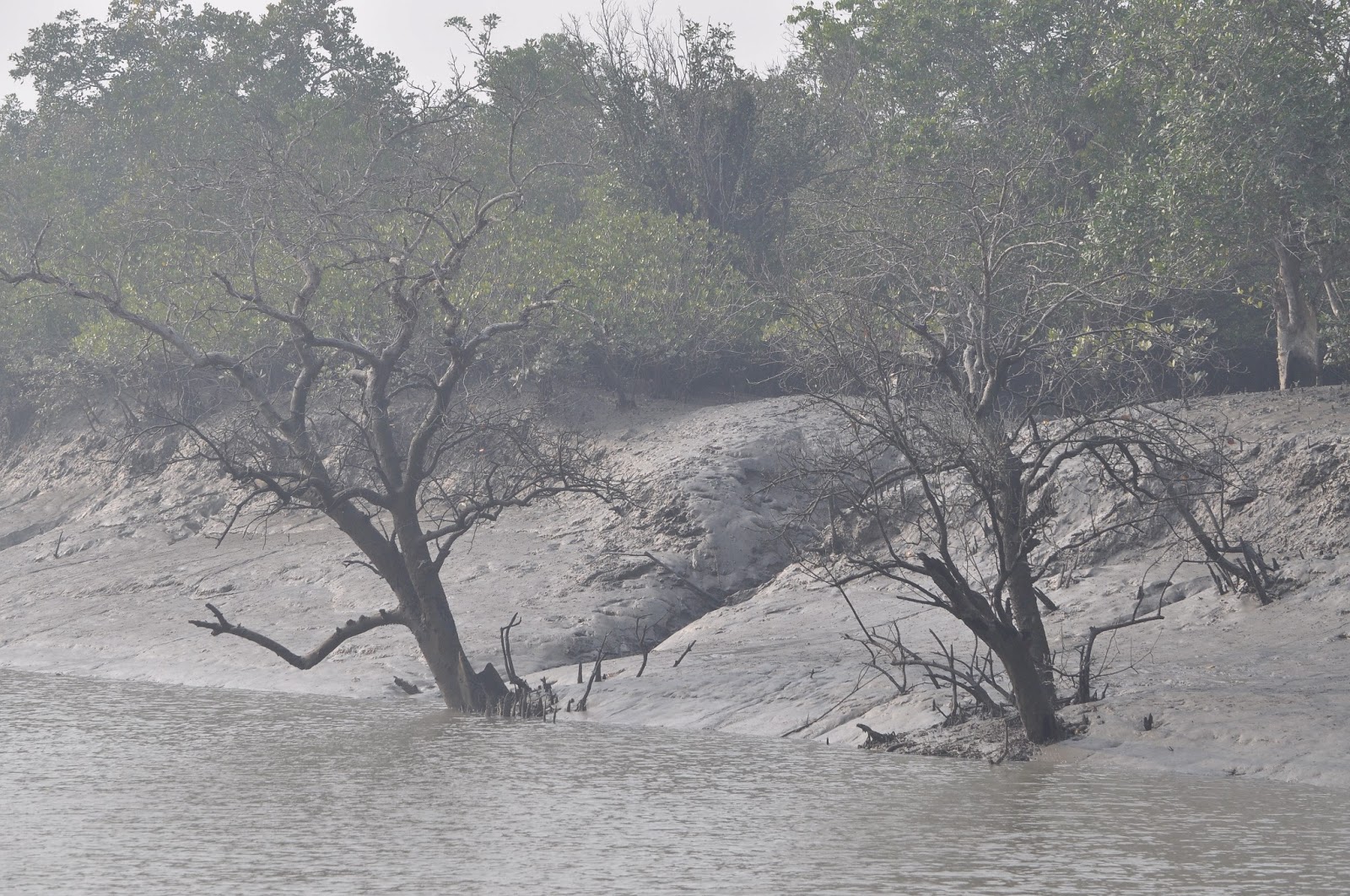 Sundarban Tiger Camp