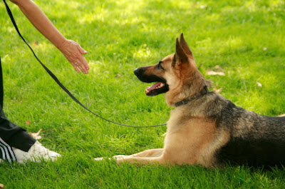 Dog Training Houston