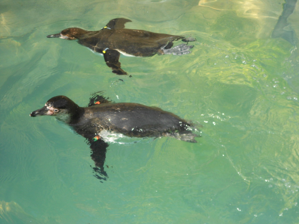 Akron Empire Akron Zoo