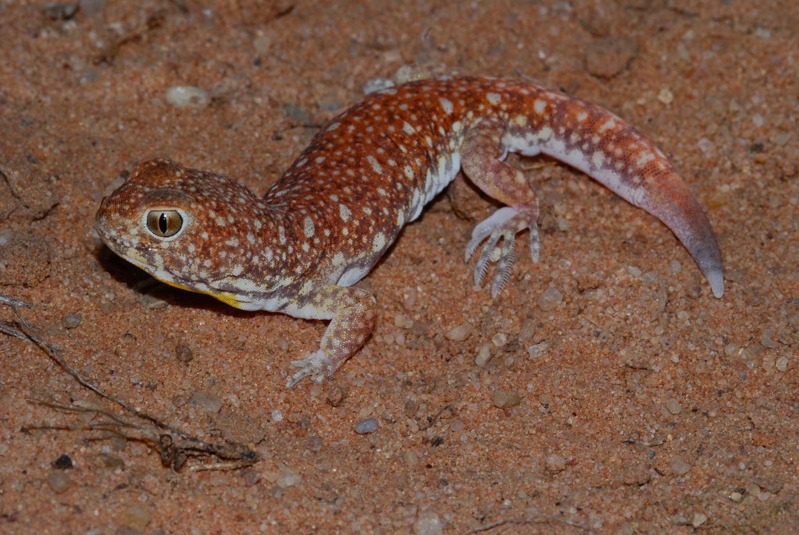 Real Monstrosities Barking Gecko, Ptenopus