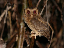 burung hantu celepuk merah