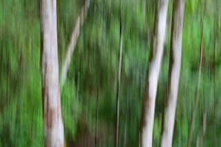 Intentional Camera Movement of trees in Puriscal