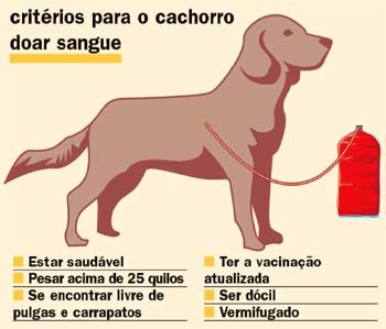 Critérios para o cachorro doar sangue alguns critérios para o cão doar sangue