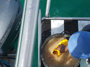 Stirring the "CHUM" food for attracting the "Great White Sharks".