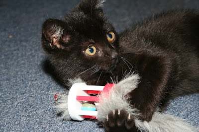 alt="gatito negro con su juguete entre las zarpas"