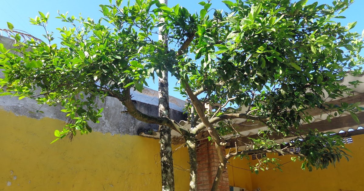 imagens de jardim horta e pomar:Pomar e Horta em Vasos: Entenda os tipos de poda para árvores imagens de jardim horta e pomar:Pomar e Horta em Vasos: Entenda os tipos de poda para árvores
