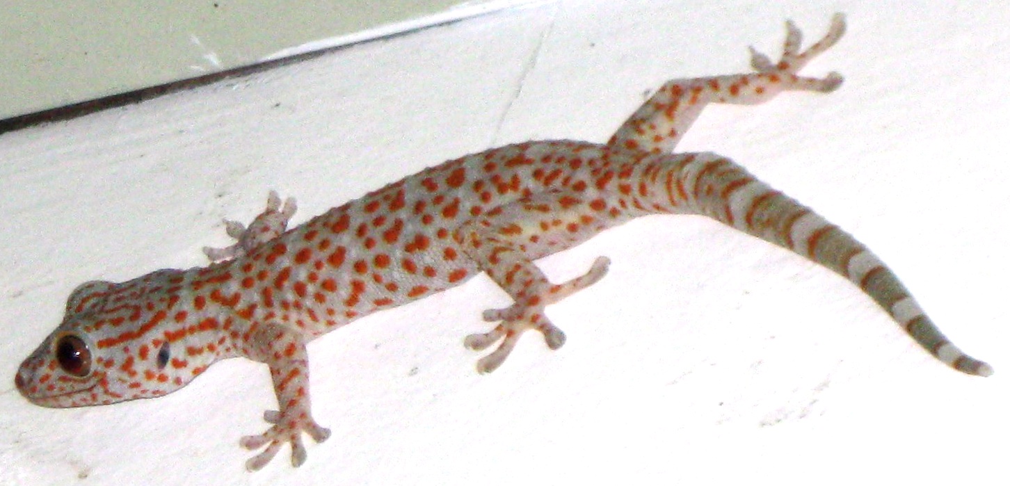 PHILIPPINE DESTINY Butiki And Tuko Lizards Of The Philippines