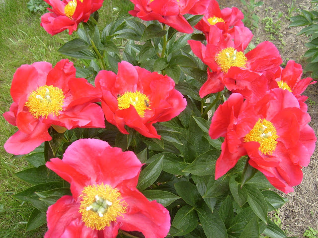 AMERICA piwonie, PeonyMAX, zielona metamorfoza, ogrody wiejskie, projektowanie zieleni.