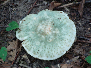 Russula virescens DSC44923