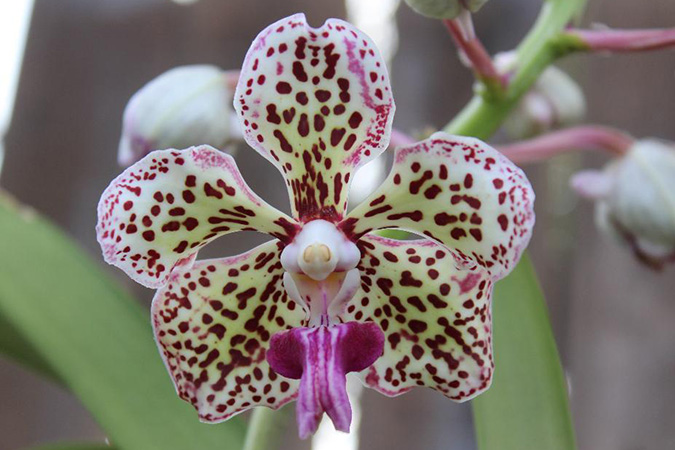 Dlium Merapi orchid (Vanda tricolor)
