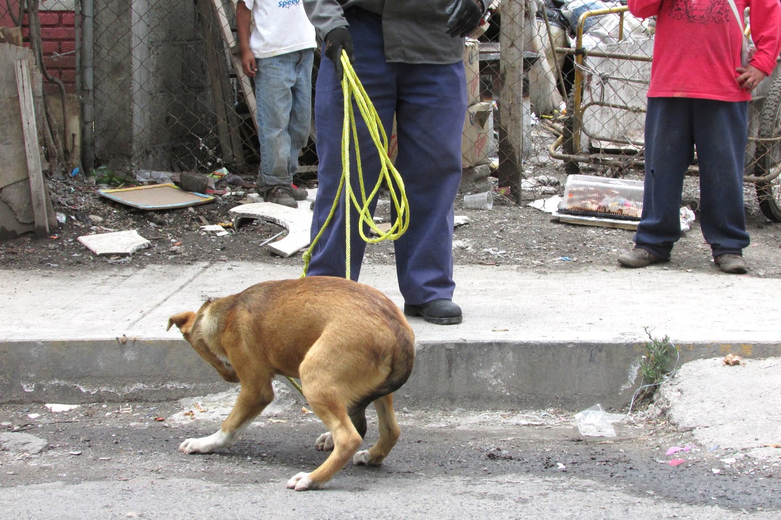Espacios y despacios La perrera en acción Dog Catcher in action