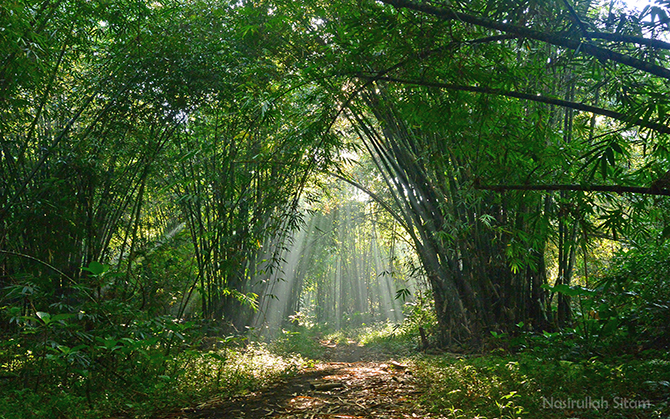 Semburat cahaya menyusup di rerimbunan pohon Bambu