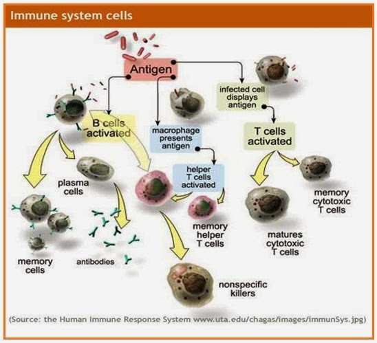 Beberapa cara kerja antibodi berikut yang berfungsi menghalangi tempat pengikatan virus adalah