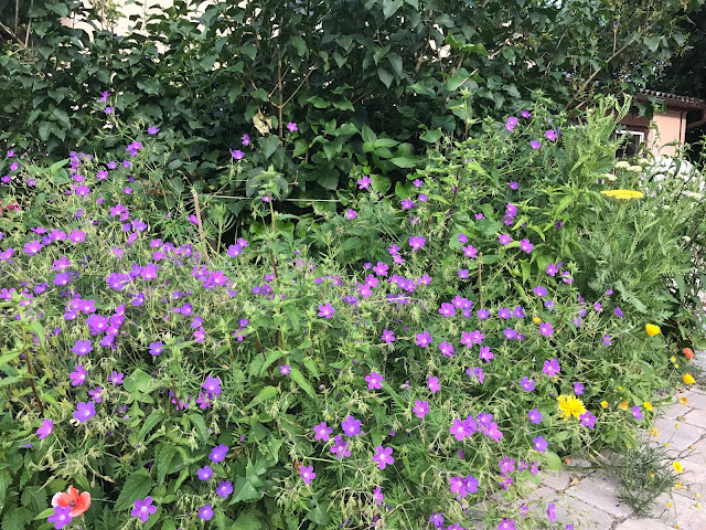 Storchschnabel (Geranium collinum Hybride Nimbus) (c) by Joachim Wenk Storchschnabel (Geranium collinum Hybride Nimbus) (c) by Joachim Wenk