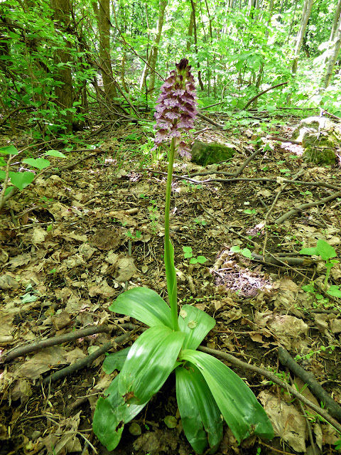 Flori salbatice - Orhidee Salbatica - Orchis Purpurea - Gemanarita - padure Muntii Macinului, Dobrogea, Romania