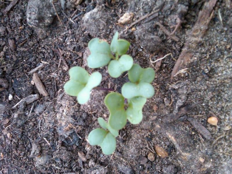 Southern Mom Says Spring Garden Planting