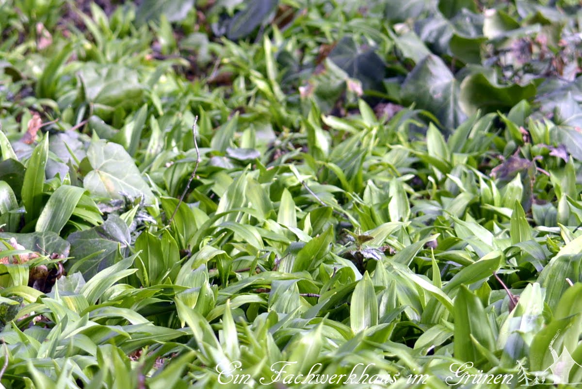 Baerlauch, Gartenblog Baerlauch, Gartenblog