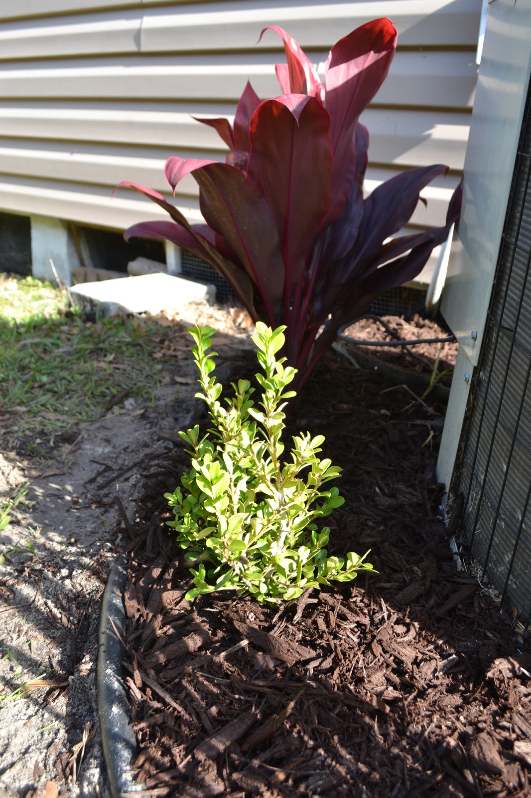 Zoo View Home: April Landscaping: Hiding an Air Conditioner