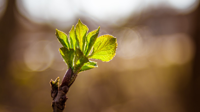 Bud Treee