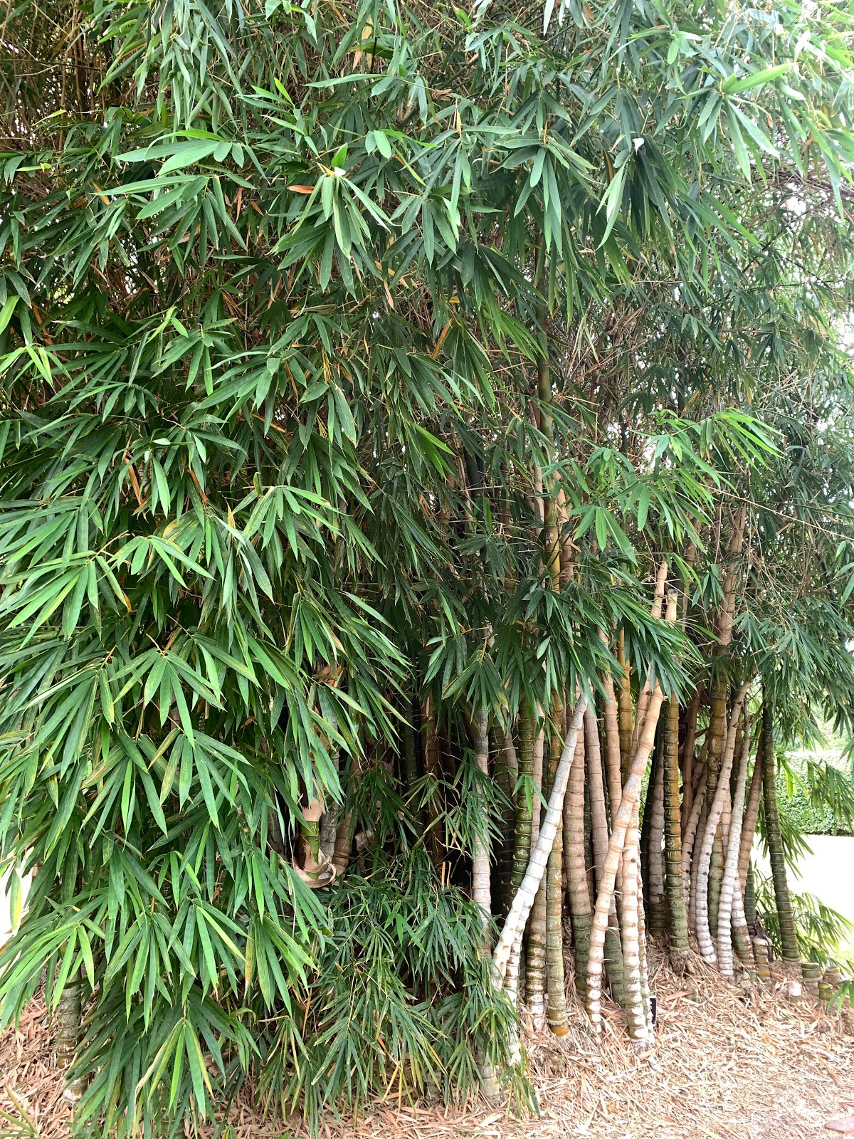 jannimary Rockhampton Area