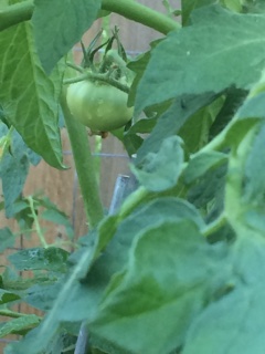 tomato-plant-3
