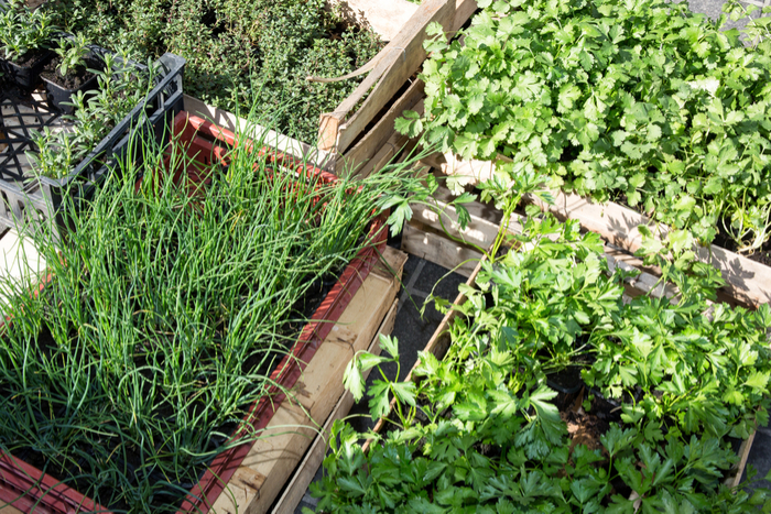 Gartenhaus In 10 Schritten Zum Ertragreichen Gemüsebeet Pineca