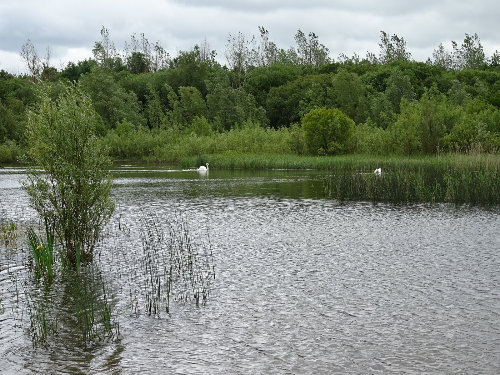 Views of the Ock The orchids of Radley Lakes