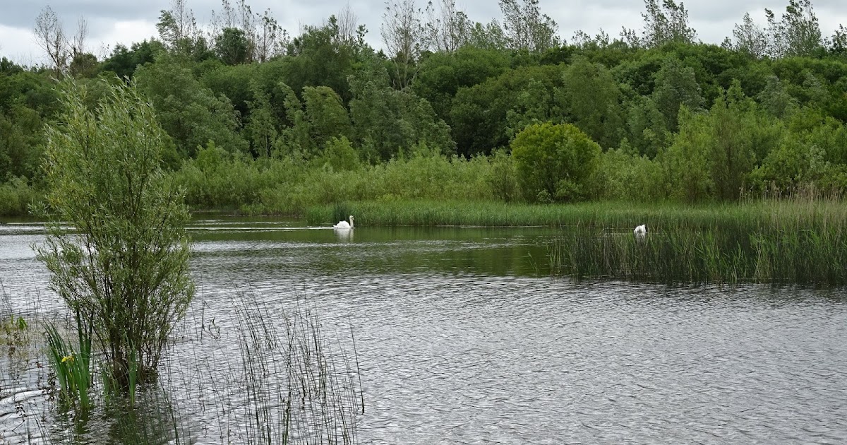 Views of the Ock The orchids of Radley Lakes