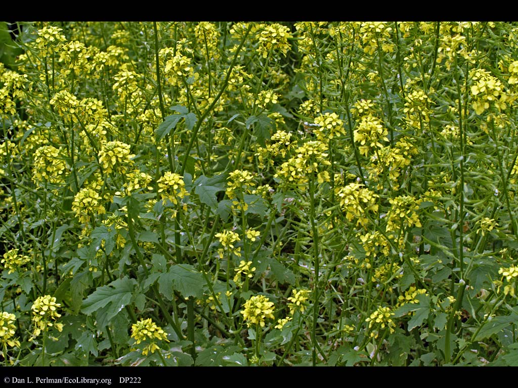 flowers for flower lovers. Brassica Flowers.